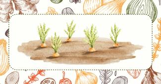 Watercolor style picture of 5 carrots sprouting from the ground.